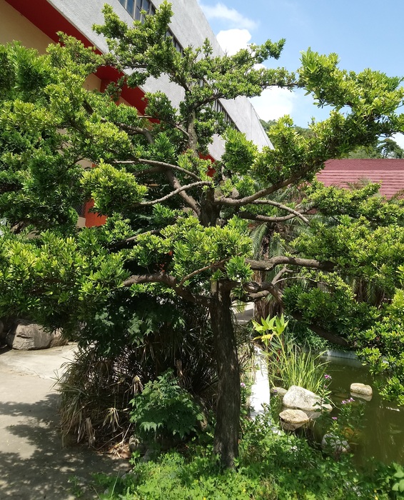 松柏