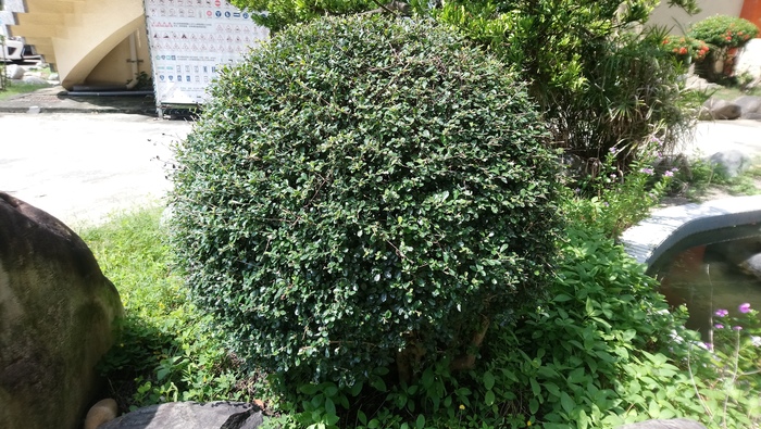 福建茶